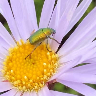 Diphucephala sp. (genus) (Green Scarab Beetle) at Kosciuszko National Park - 20 Jan 2024 by JohnGiacon