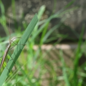 Mutusca brevicornis at Lyons, ACT - 22 Jan 2024