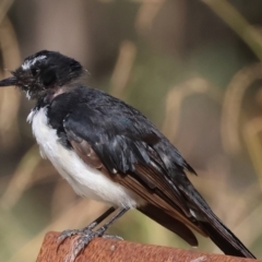 Rhipidura leucophrys (Willie Wagtail) at Wodonga - 20 Jan 2024 by KylieWaldon