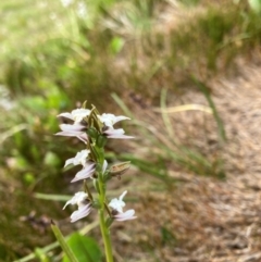 Prasophyllum alpestre (Mauve leek orchid) at Munyang, NSW - 19 Jan 2024 by JohnGiacon