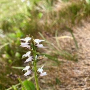 Paraprasophyllum alpestre at Kosciuszko National Park - suppressed