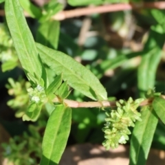 Persicaria prostrata (Creeping Knotweed) at Wodonga - 20 Jan 2024 by KylieWaldon