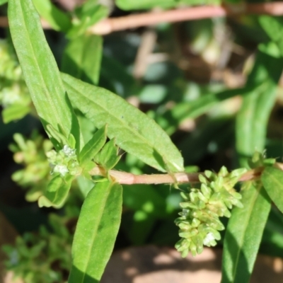 Persicaria prostrata (Creeping Knotweed) at Wodonga - 21 Jan 2024 by KylieWaldon