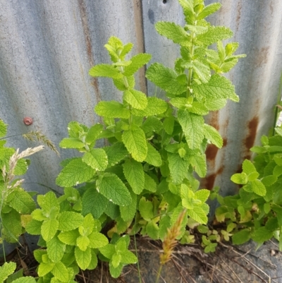 Mentha suaveolens (Apple Mint) at Mt Holland - 22 Jan 2024 by danswell