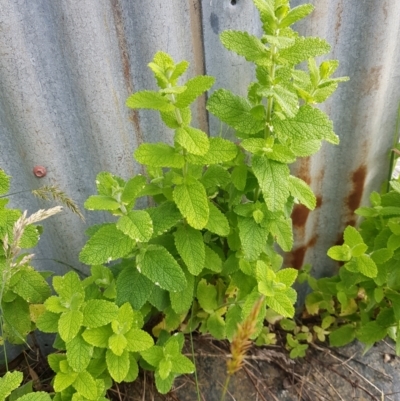 Mentha suaveolens (Apple Mint) at Mt Holland - 21 Jan 2024 by danswell