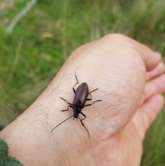 Homotrysis cisteloides at Mt Holland - 22 Jan 2024