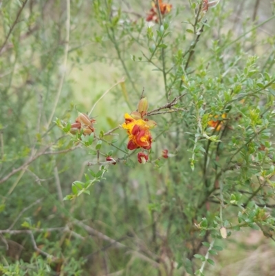 Mirbelia oxylobioides (Mountain Mirbelia) at Mt Holland - 21 Jan 2024 by danswell