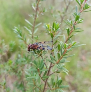 Lamprogaster sp. (genus) at Mt Holland - 22 Jan 2024