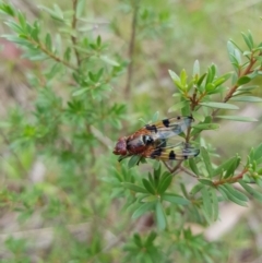 Lamprogaster sp. (genus) at Mt Holland - 22 Jan 2024