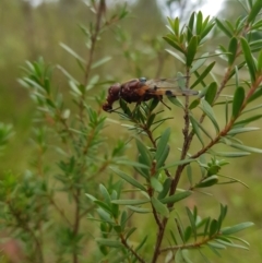 Lamprogaster sp. (genus) at Mt Holland - 22 Jan 2024