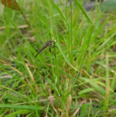 Cerdistus sp. (genus) (Slender Robber Fly) at Tinderry, NSW - 21 Jan 2024 by danswell