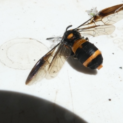 Pterygophorus cinctus (Bottlebrush sawfly) at Emu Creek - 22 Jan 2024 by JohnGiacon