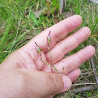 Thysanotus tuberosus subsp. tuberosus (Common Fringe-lily) at Tinderry, NSW - 22 Jan 2024 by danswell