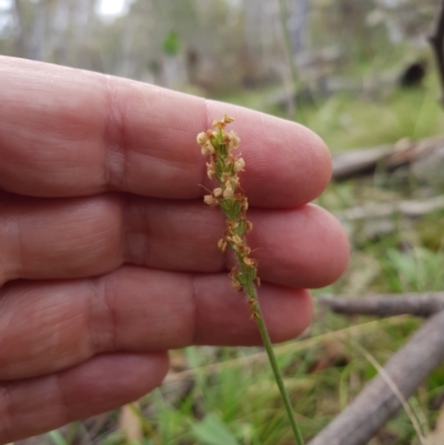 Plantago varia (Native Plaintain) at Tinderry, NSW - 21 Jan 2024 by danswell