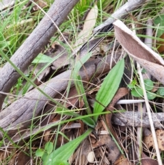 Plantago varia at Tinderry, NSW - 22 Jan 2024