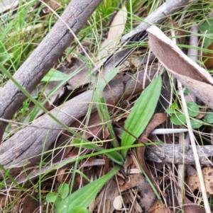 Plantago varia at Tinderry, NSW - 22 Jan 2024