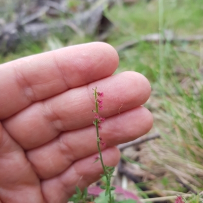 Gonocarpus tetragynus (Common Raspwort) at Tinderry, NSW - 21 Jan 2024 by danswell