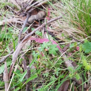 Gonocarpus tetragynus at Tinderry, NSW - 22 Jan 2024