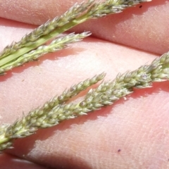 Sporobolus creber (Slender Rat's Tail Grass) at Flea Bog Flat to Emu Creek Corridor - 22 Jan 2024 by JohnGiacon