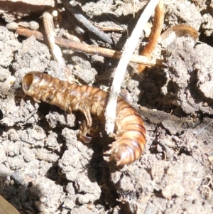 Diplopoda (class) at Flea Bog Flat to Emu Creek Corridor - 22 Jan 2024