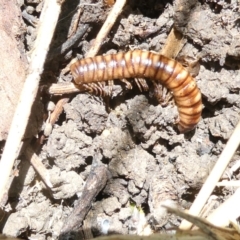 Diplopoda (class) at Flea Bog Flat to Emu Creek Corridor - 22 Jan 2024 11:23 AM