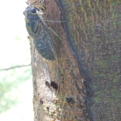 Galanga labeculata (Double-spotted cicada) at Emu Creek - 22 Jan 2024 by JohnGiacon