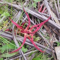 Clathrus archeri (Seastar Stinkhorn) at Mt Holland - 21 Jan 2024 by danswell