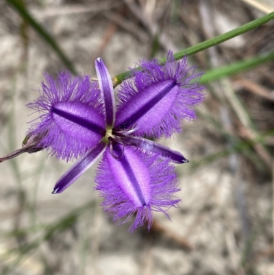 Thysanotus juncifolius (Branching Fringe Lily) at Dudley, NSW - 22 Jan 2024 by Mavis