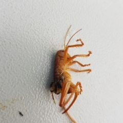 Gryllacrididae (family) (Unidentified Raspy Cricket) at Mt Holland - 21 Jan 2024 by danswell