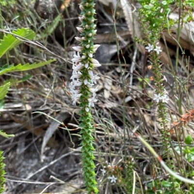 Epacris pulchella (Wallum Heath) at Dudley, NSW - 22 Jan 2024 by Mavis