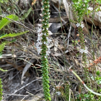 Epacris pulchella (Wallum Heath) at Dudley, NSW - 22 Jan 2024 by Mavis