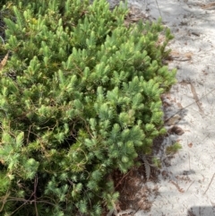 Astroloma pinifolium (Pine Heath) at Dudley, NSW - 22 Jan 2024 by Mavis