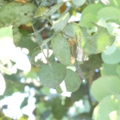 Nymphes myrmeleonoides at Emu Creek Belconnen (ECB) - 22 Jan 2024