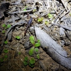 Cercophonius squama (Wood Scorpion) at Michelago, NSW - 21 Jan 2024 by danswell