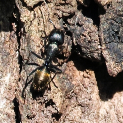 Unidentified Ant (Hymenoptera, Formicidae) at Gateway Island, VIC - 20 Jan 2024 by KylieWaldon