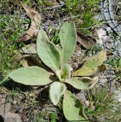 Verbascum thapsus subsp. thapsus (Great Mullein, Aaron's Rod) at Mt Holland - 21 Jan 2024 by danswell