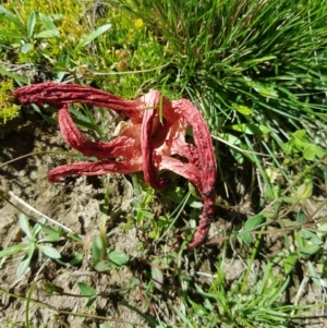 Clathrus archeri at Mt Holland - suppressed