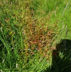 Persicaria hydropiper (Water Pepper) at Mt Holland - 21 Jan 2024 by danswell