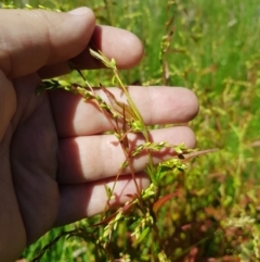 Persicaria hydropiper at Mt Holland - 21 Jan 2024