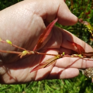 Persicaria hydropiper at Mt Holland - 21 Jan 2024