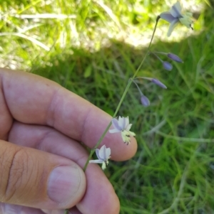 Arthropodium milleflorum at Tinderry, NSW - 21 Jan 2024