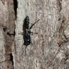 Unverified Wasp (Hymenoptera, Apocrita) at Gateway Island, VIC - 21 Jan 2024 by KylieWaldon