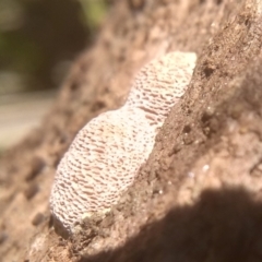 zz flat polypore - white(ish) at Cooma, NSW - 22 Jan 2024 by mahargiani