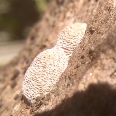 zz flat polypore - white(ish) at Cooma North Ridge Reserve - 22 Jan 2024 by mahargiani