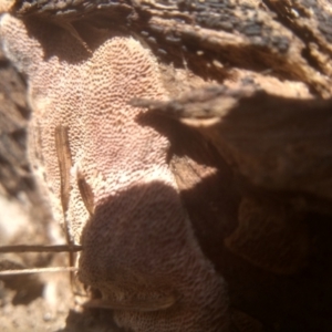 zz flat polypore - white(ish) at Cooma North Ridge Reserve - 22 Jan 2024