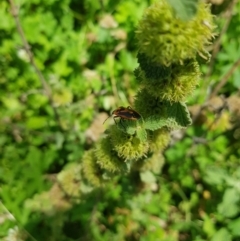 Agonoscelis rutila (Horehound bug) at Kowen, ACT - 21 Jan 2024 by danswell