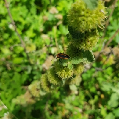 Agonoscelis rutila (Horehound bug) at Mt Holland - 21 Jan 2024 by danswell