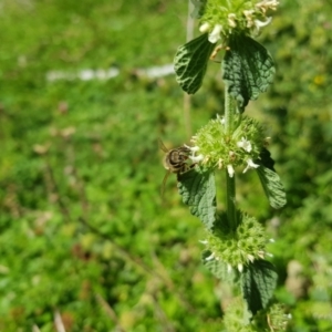 Apis mellifera at Mt Holland - 21 Jan 2024 02:30 PM