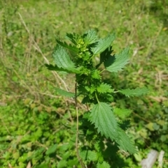 Urtica urens (Small Nettle) at Kowen, ACT - 21 Jan 2024 by danswell