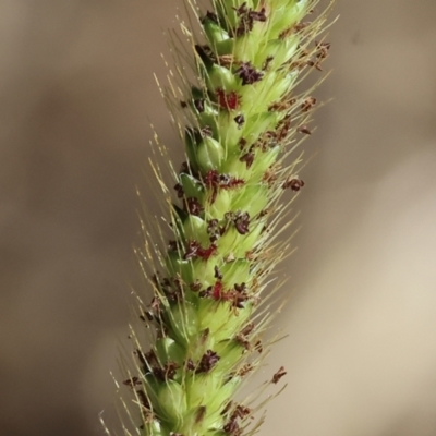 Setaria parviflora (Slender Pigeon Grass) at Wodonga - 20 Jan 2024 by KylieWaldon